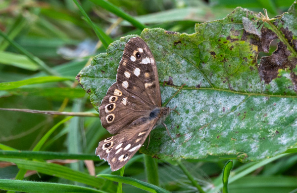 Ringlet-DSZ6313