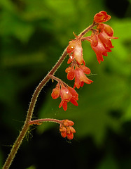 20220516 0968CPw [D~LIP] Purpurglöckchen (Heichera  Hybride 'Leuchtkäfer'), Bad Salzuflen