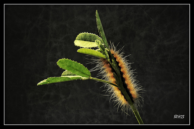 Caterpillar