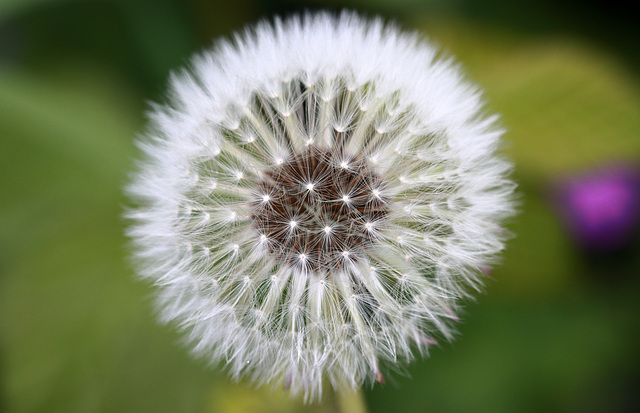 EOS 90D Peter Harriman 11 26 54 10663 dandelion dpp