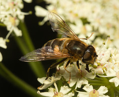 EF7A9846 Hoverfly-5