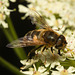 EF7A9846 Hoverfly-5