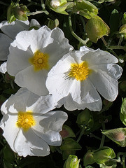 Cistus