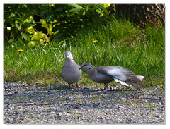 133 Je suis belle...