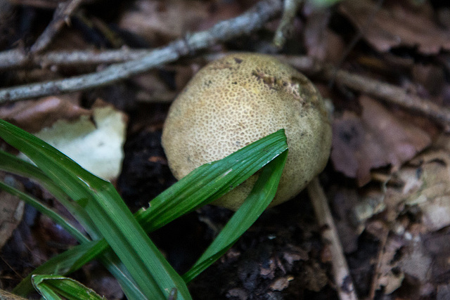 20140928 5537VRAw [D~SHG] Pilz,Wesergebirge,  Rinteln