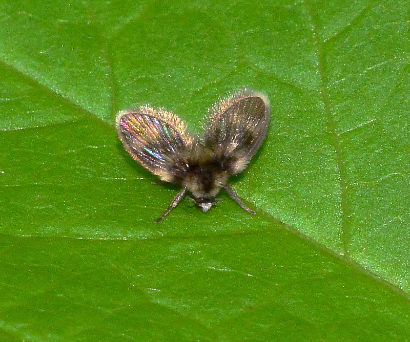 DSC 0036