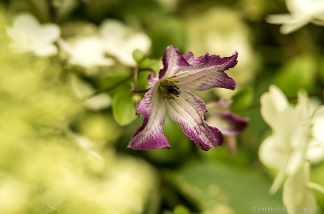 Flower. Burford House.