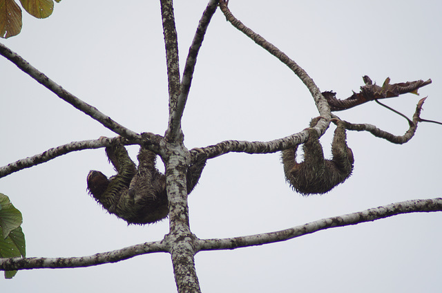 Three-toed sloths