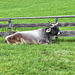 Tiroler Kuh   (2 Pic in Pic)