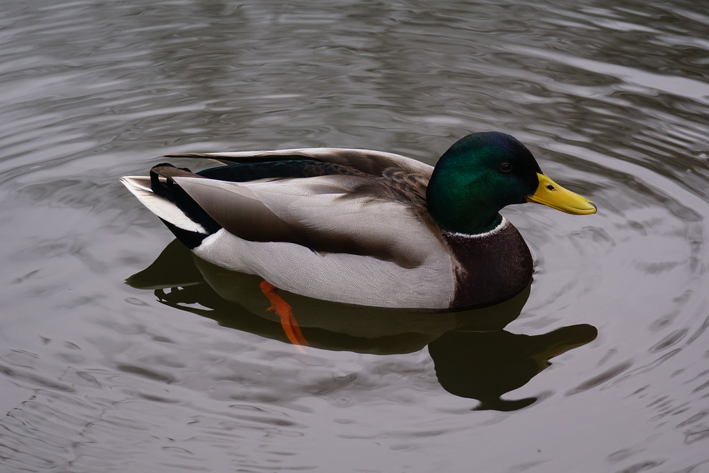 Stockenten auf dem Schlossteich II