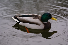 Stockenten auf dem Schlossteich II