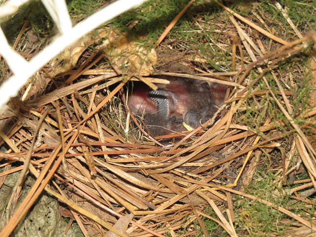 Baby wrens in nest - 19 June