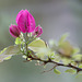 La bougainvillée nouveau...!