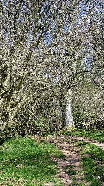 Sunlit trees