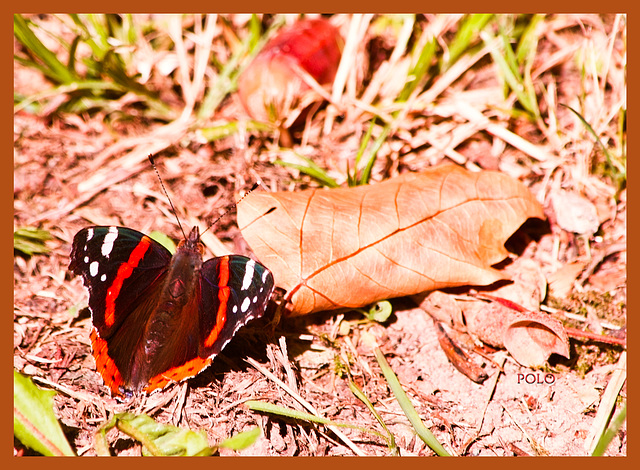 Mariposa Vanessa Atalanta