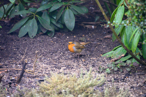 Robin-DSD0403