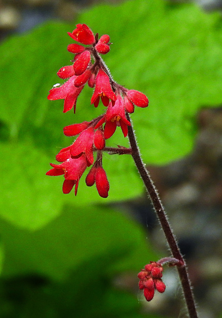 20220516 0969CPw [D~LIP] Purpurglöckchen (Heichera  Hybride 'Leuchtkäfer'), Bad Salzuflen