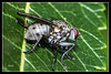 Tiger Fly