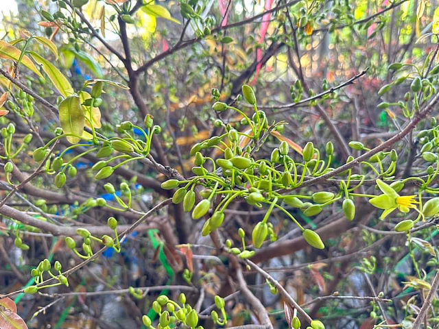 Vietnamese Yellow Apricot Tree