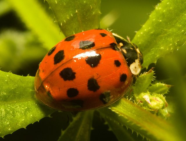 EF7A9862 Ladybird-2