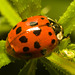 EF7A9862 Ladybird-2