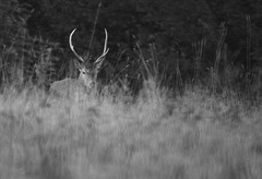 Jeune cerf à la nuit tombante  (Oise)