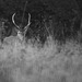 Jeune cerf à la nuit tombante  (Oise)