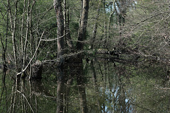 bei Haus Lüttinghof