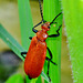 Cardinal Beetle. Pyrochroidae