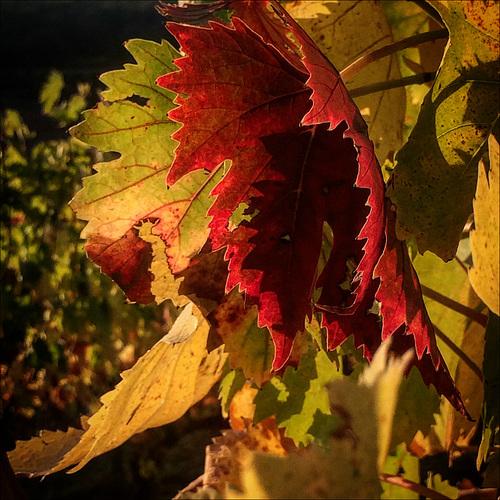 Autumnal colors.