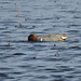 Green-winged Teal