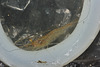 Shrimp IMG_6219