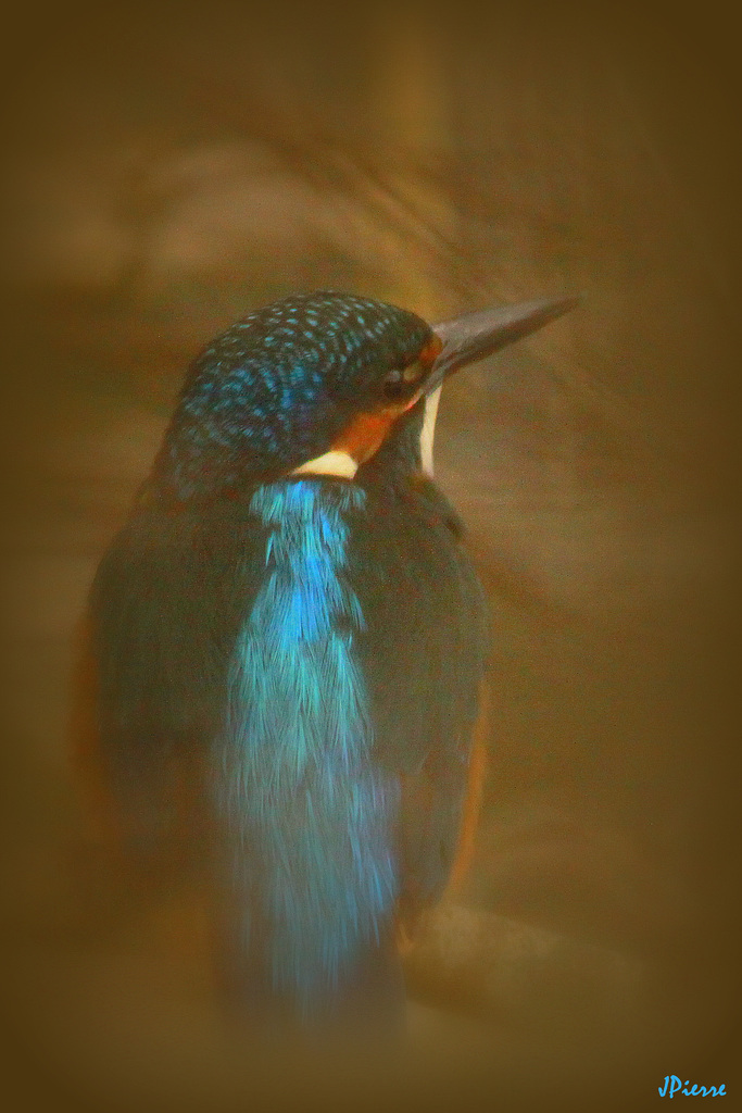 Kingfisher