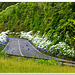 Blooming Bushes line nearly all country roads