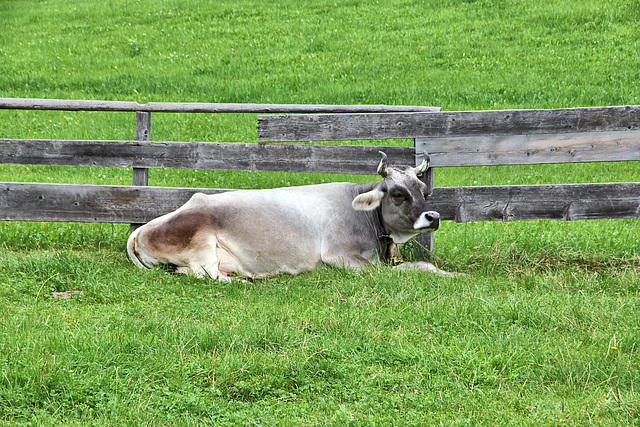 Tiroler Kuh