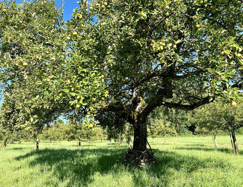 Apfelbaum