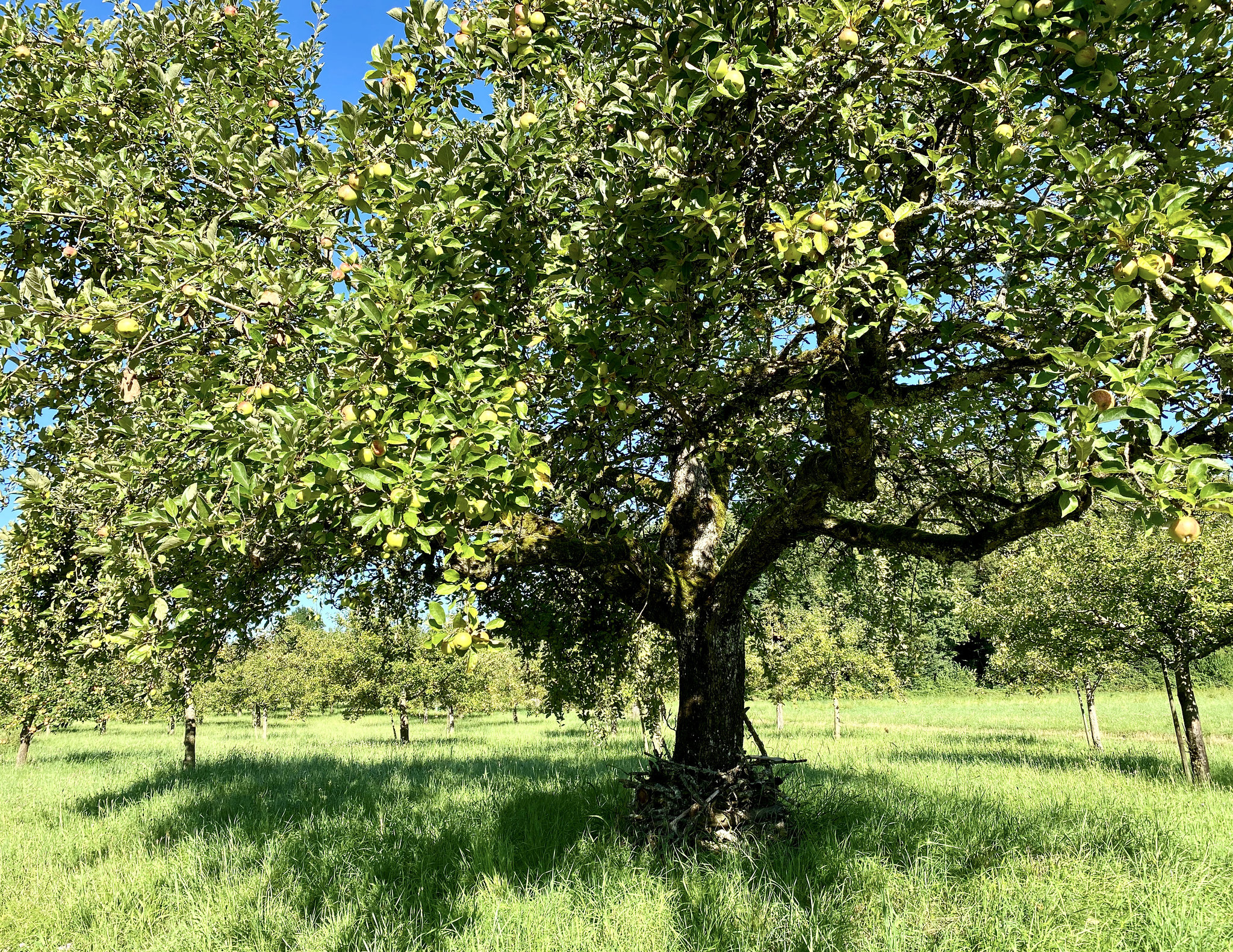 Apfelbaum