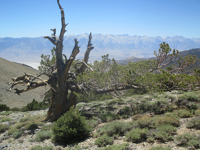 Inyo Crest 22