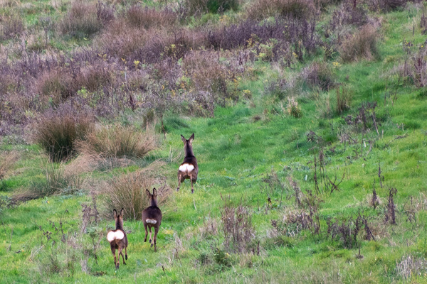 Roe Deer-DSZ8705