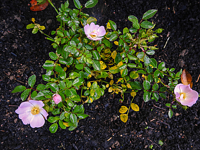 20221022 1866CPw [D~LIP] Zwergrose (Rosa 'Kordes Sternenhimmel'), Bad Salzuflen