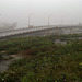 Pont et végétation dans le brouillard