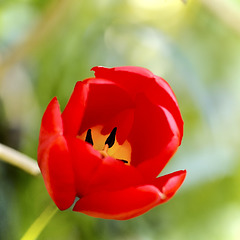 L'heure de la tulipe
