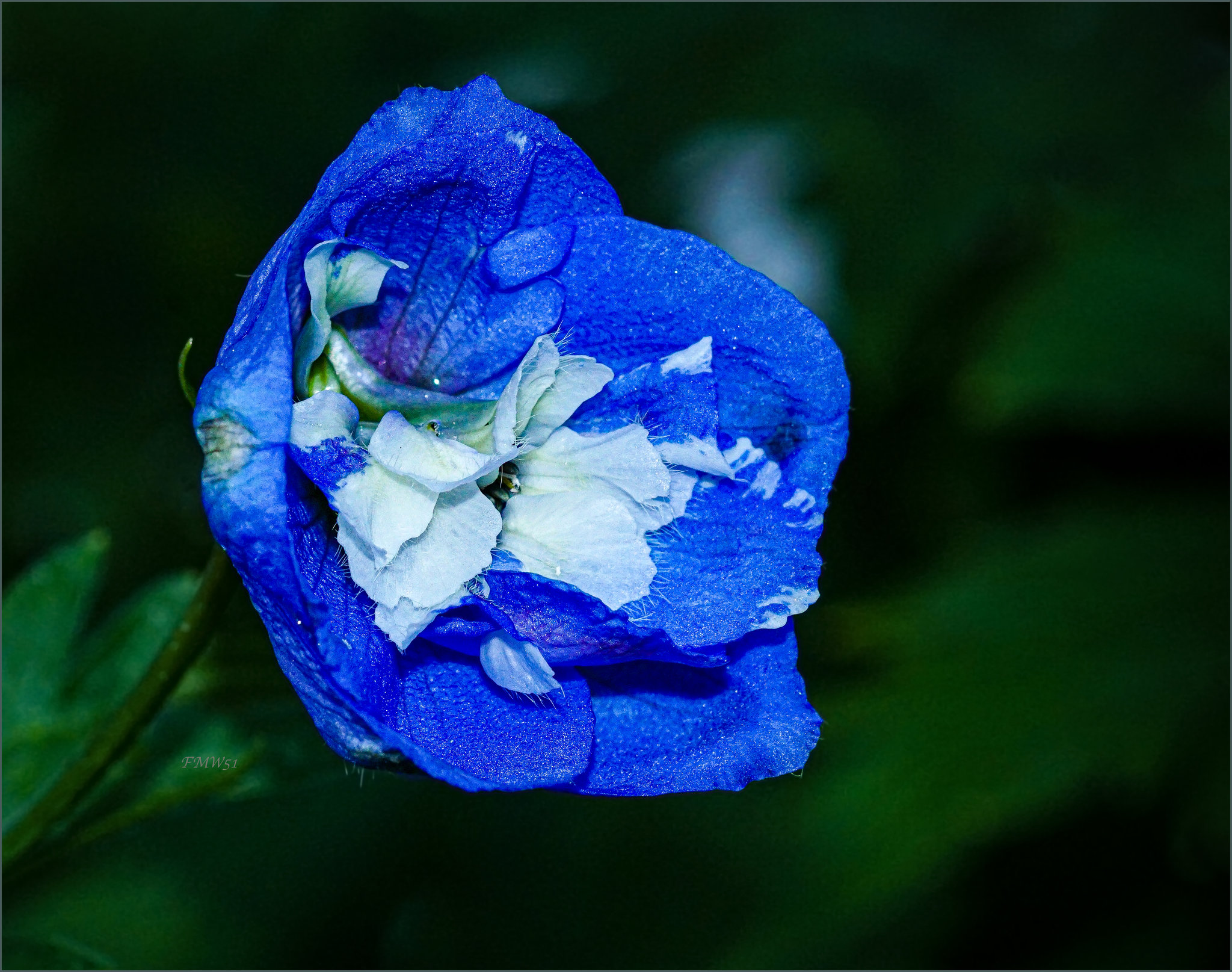 Delphinium