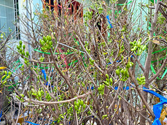 Vietnamese Yellow Apricot Tree