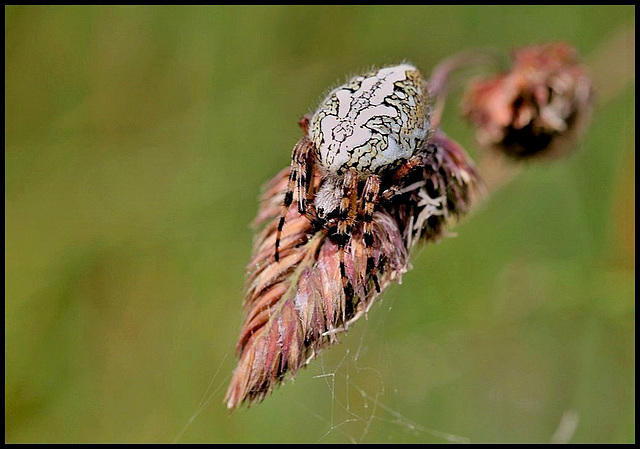 Aculepeira ceropegia