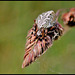 Aculepeira ceropegia