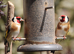 Goldfinches