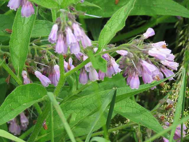 feeringbury manor gardens, essex