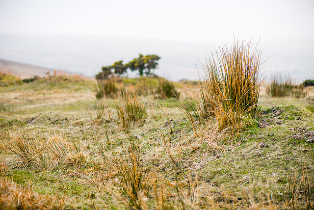 Dartmoor - 20160318