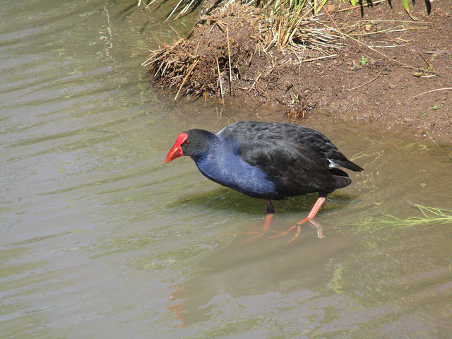 WaterBirdPark0816 1007